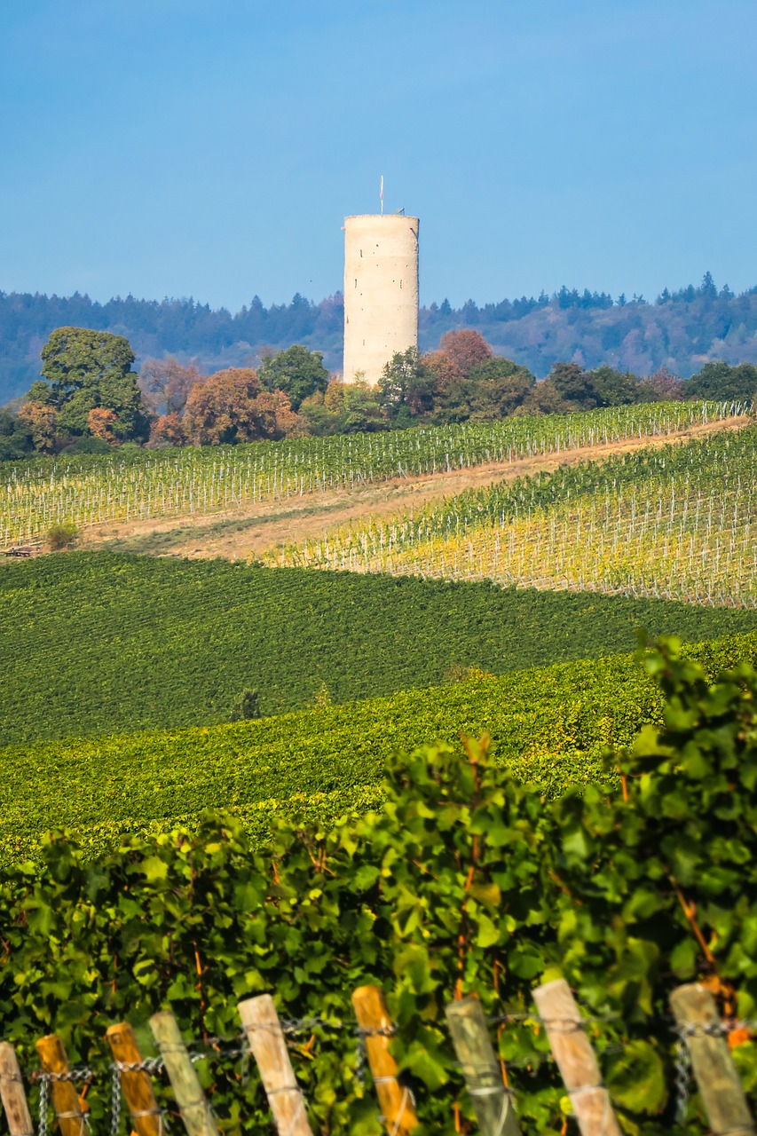 vineyard  burgruine  ruin free photo