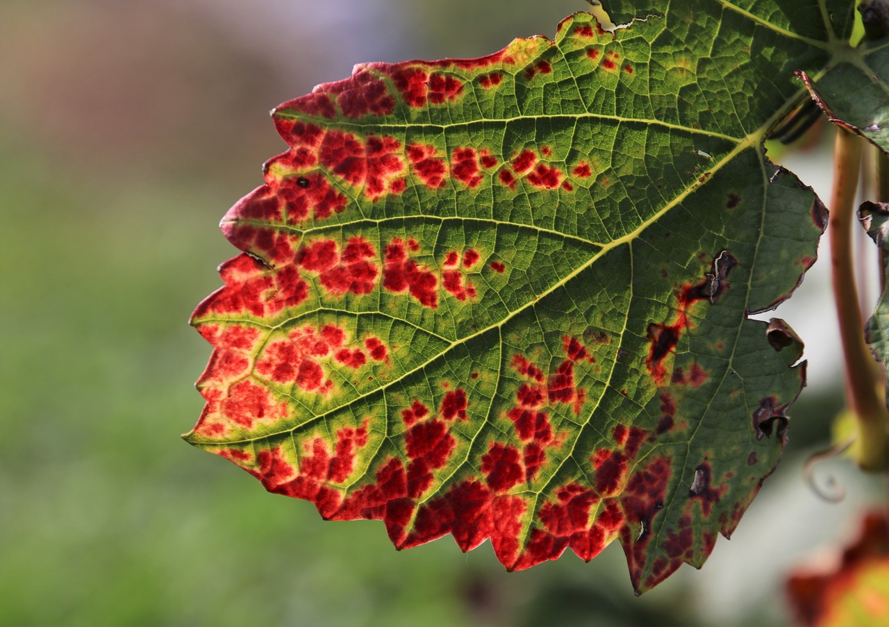 vineyard  leaf  vines free photo