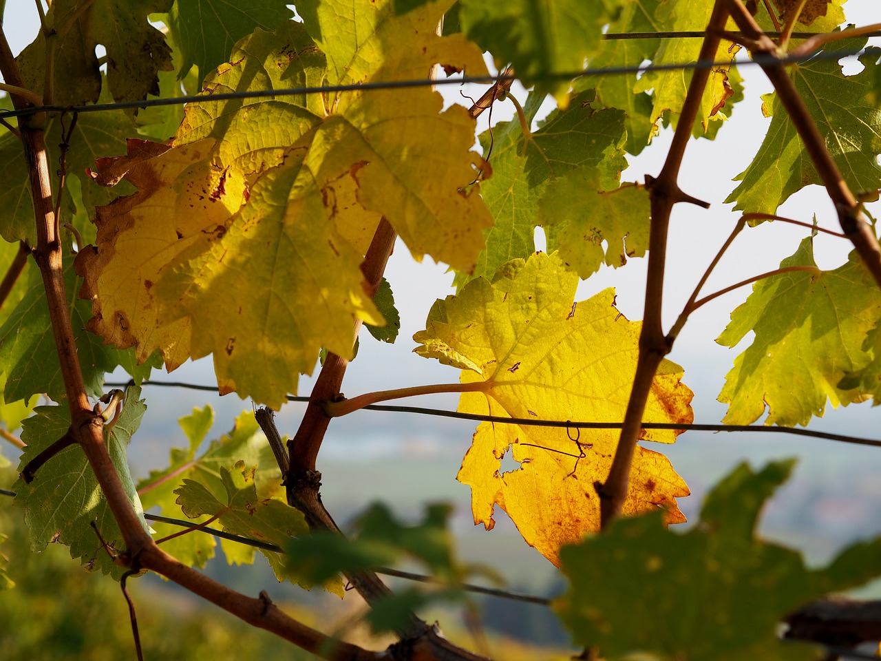 vineyard  grapes  vine leaves free photo