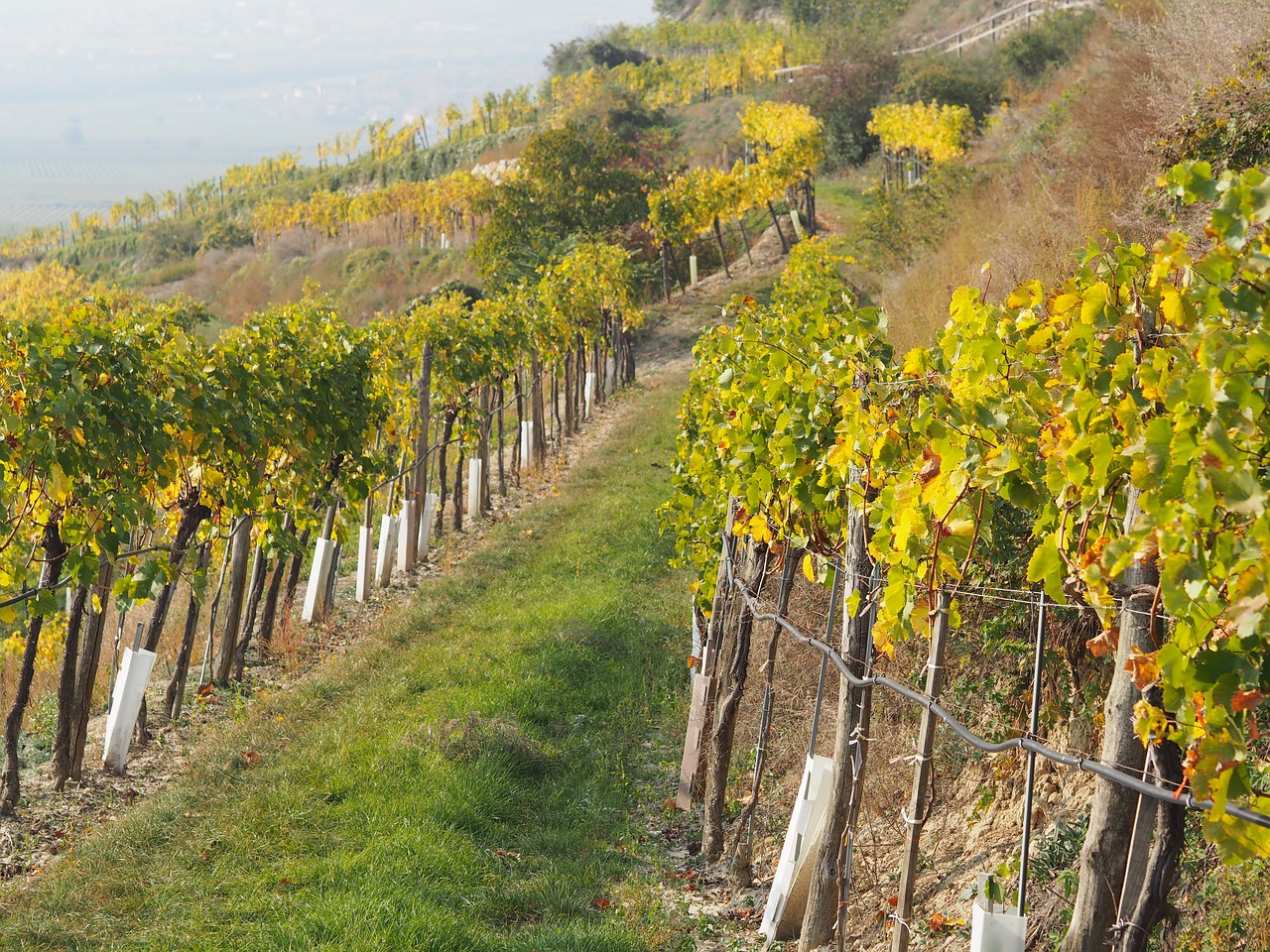 vineyard  grapes  vine leaves free photo