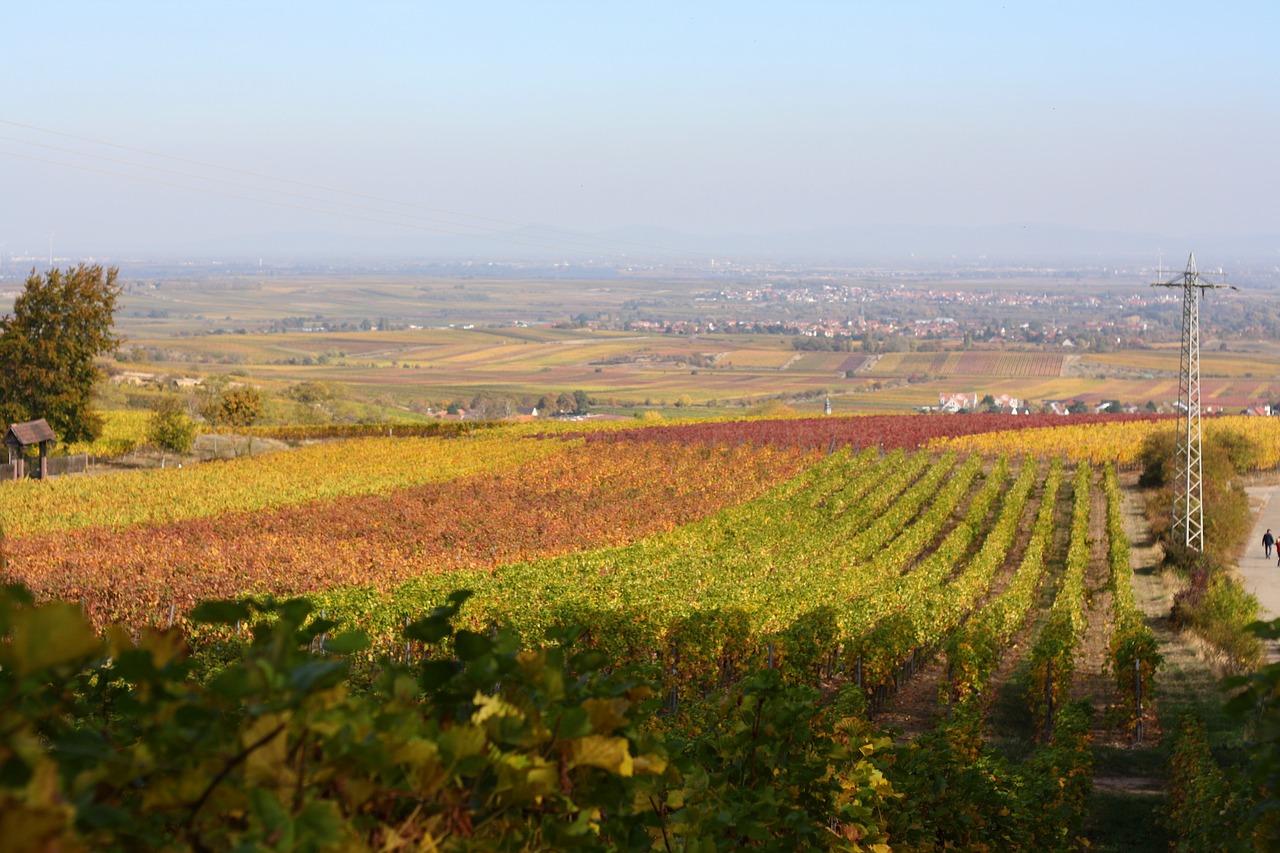 vineyard  autumn  rhine valley free photo