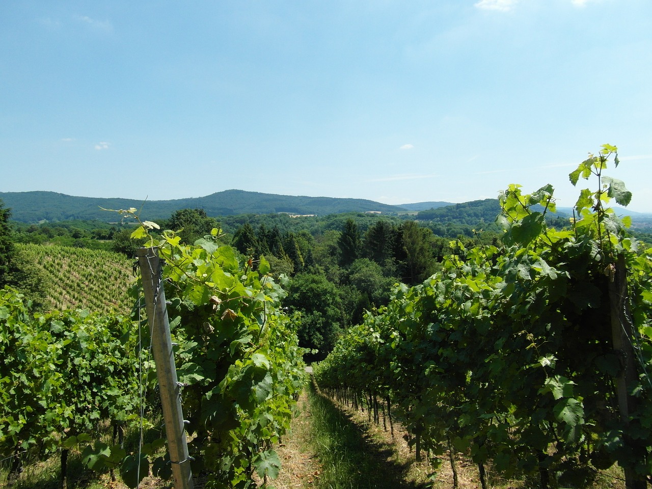 vineyard odenwald wine free photo
