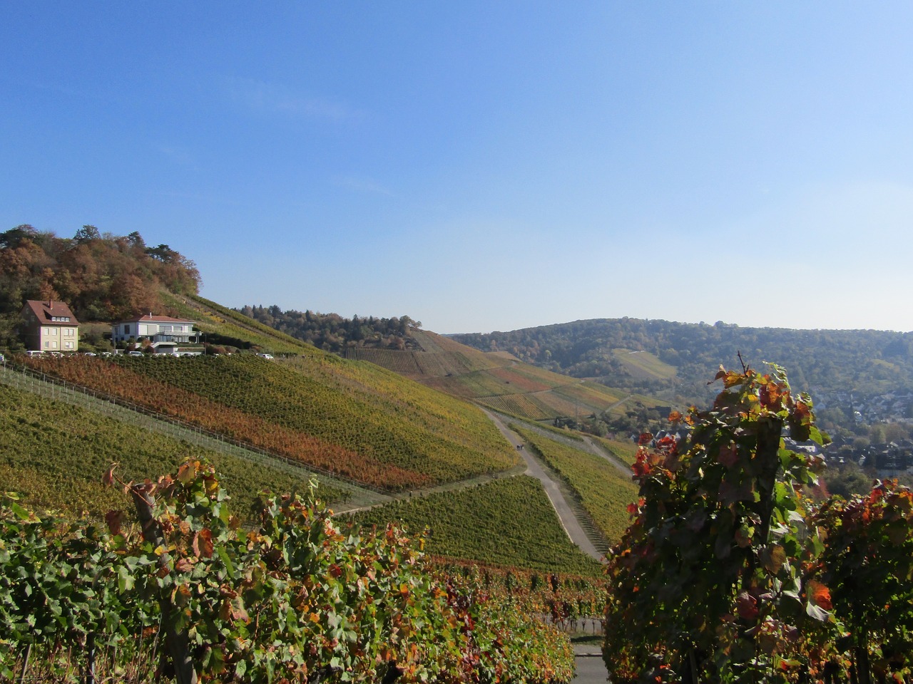 vineyard  landscape  panorama free photo
