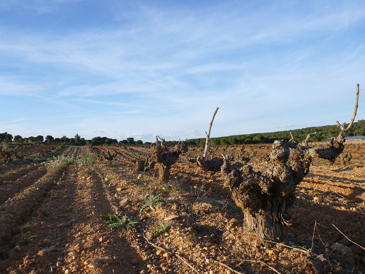 vineyard cuenca wine grape free photo
