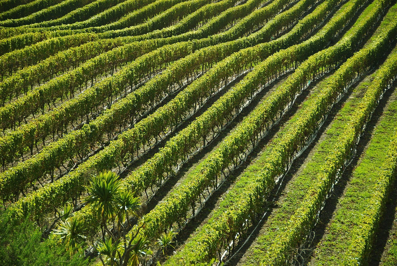 vineyard field landscapes free photo