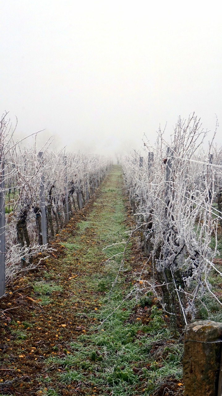 vineyard  winter  wintry free photo