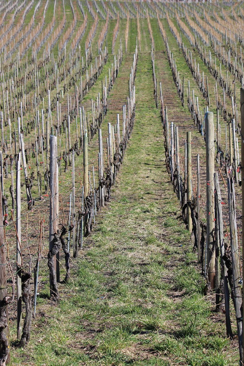 vineyard  winter  nature free photo