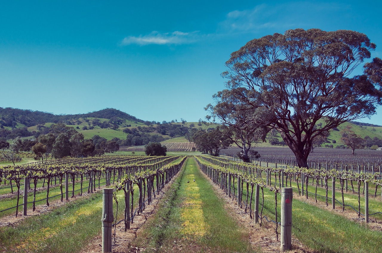 vineyard  vines  grapes free photo