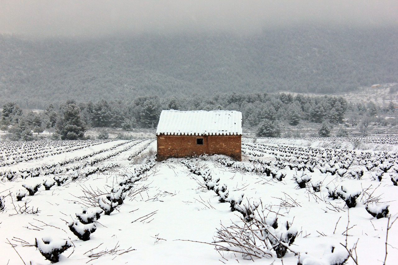 vineyard  bullas  snow free photo