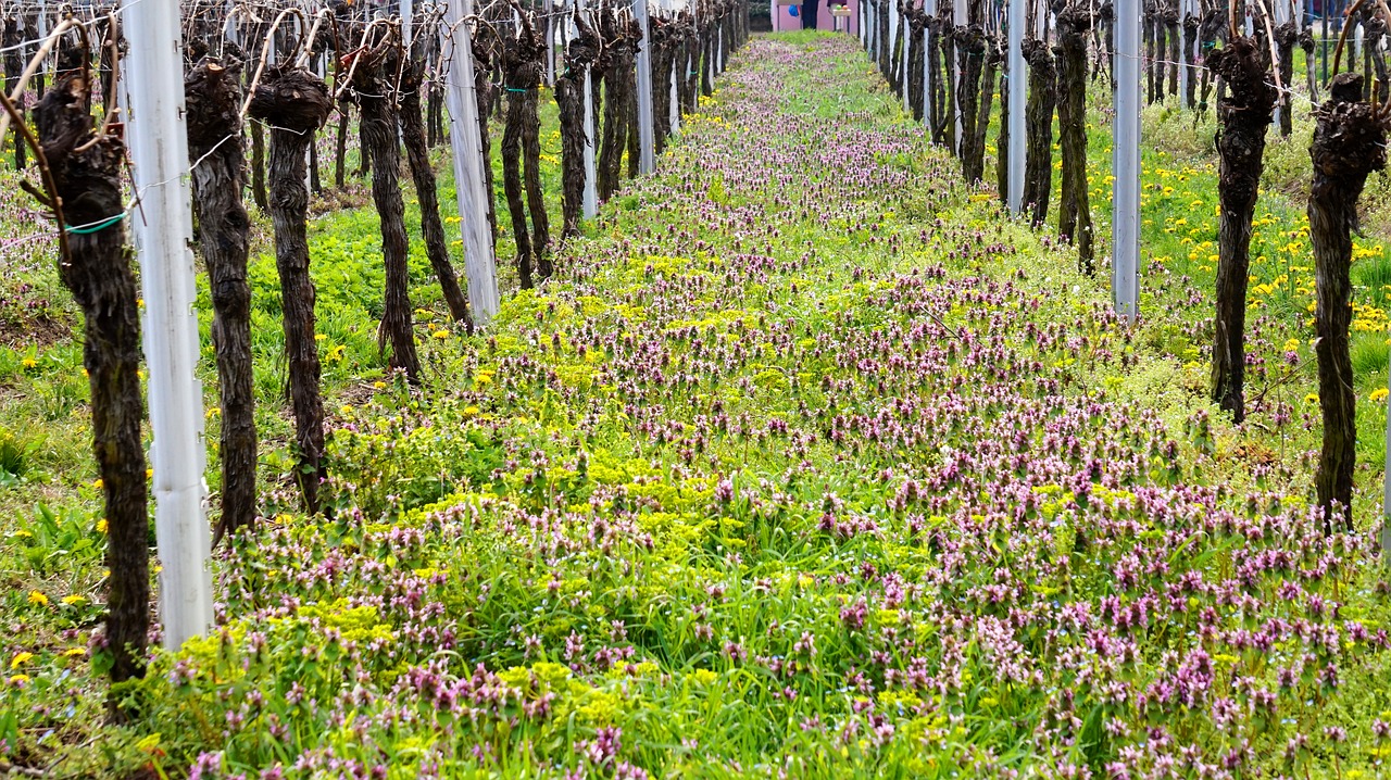 vineyard  wingert  vines free photo