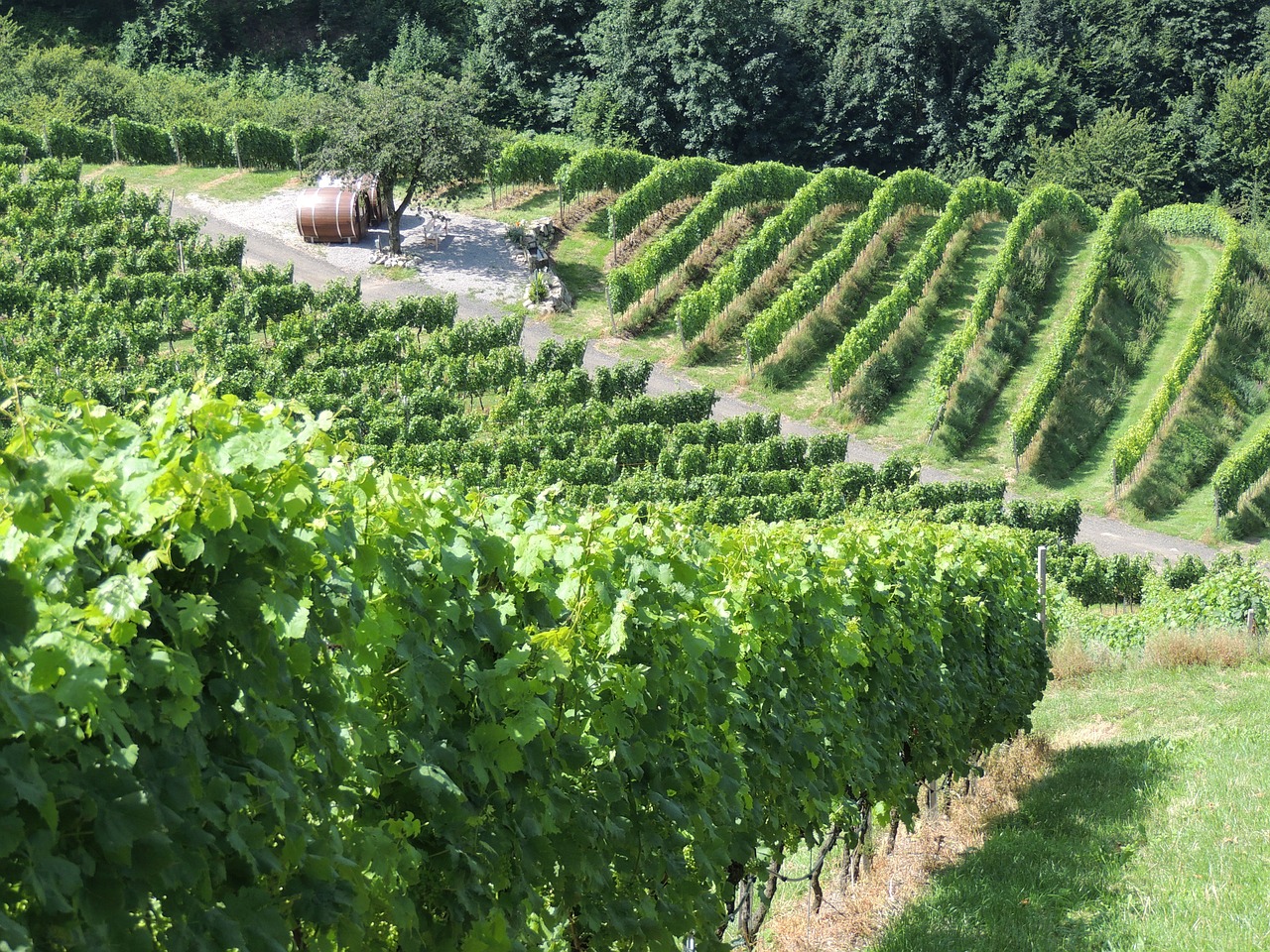 vineyard wine vines free photo