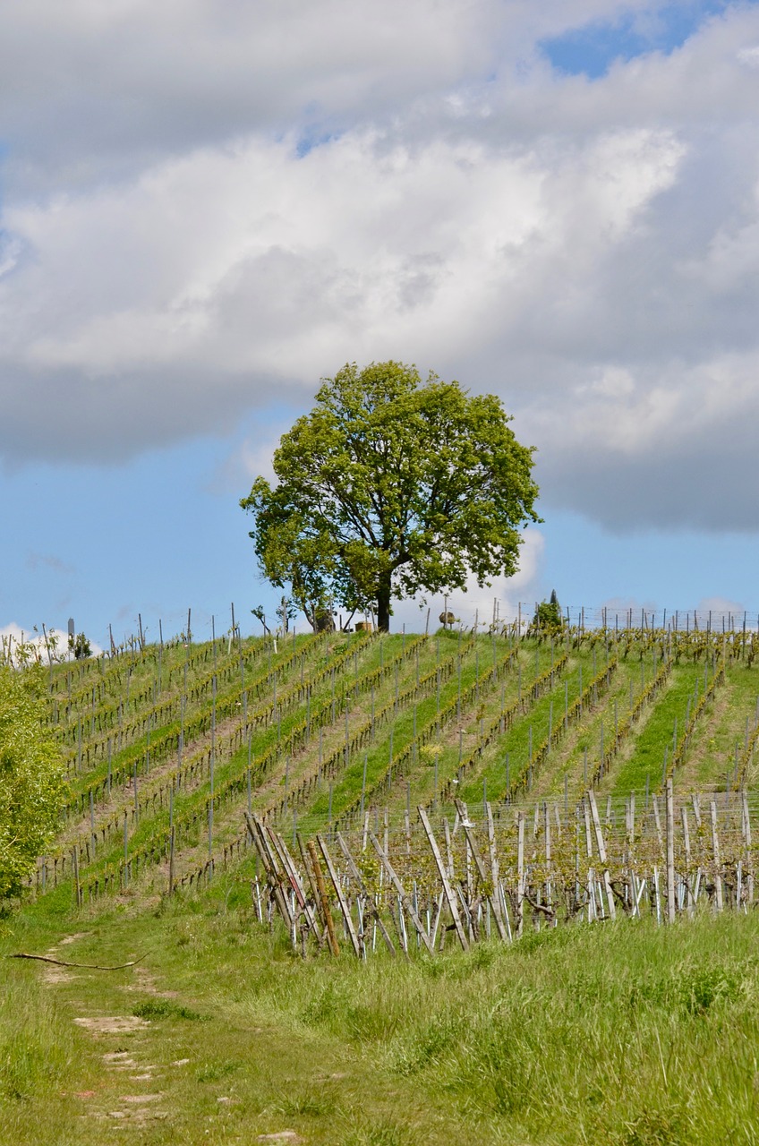 vineyard  tree  landscape free photo