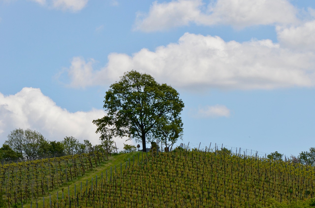 vineyard  tree  landscape free photo