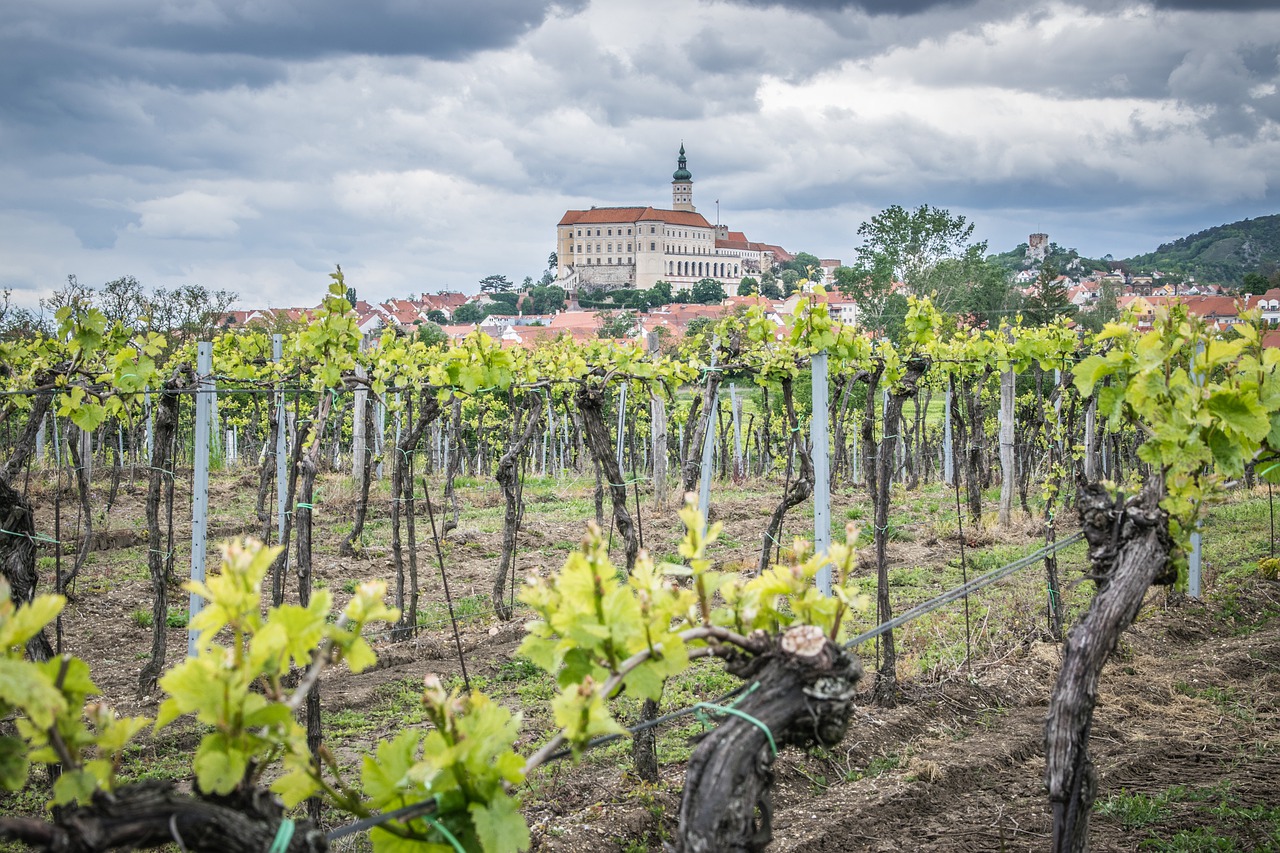 vineyard  castle  viticulture free photo