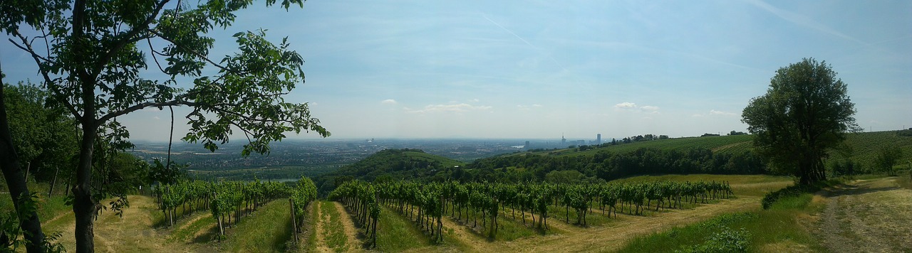 vineyard vienna panorama free photo