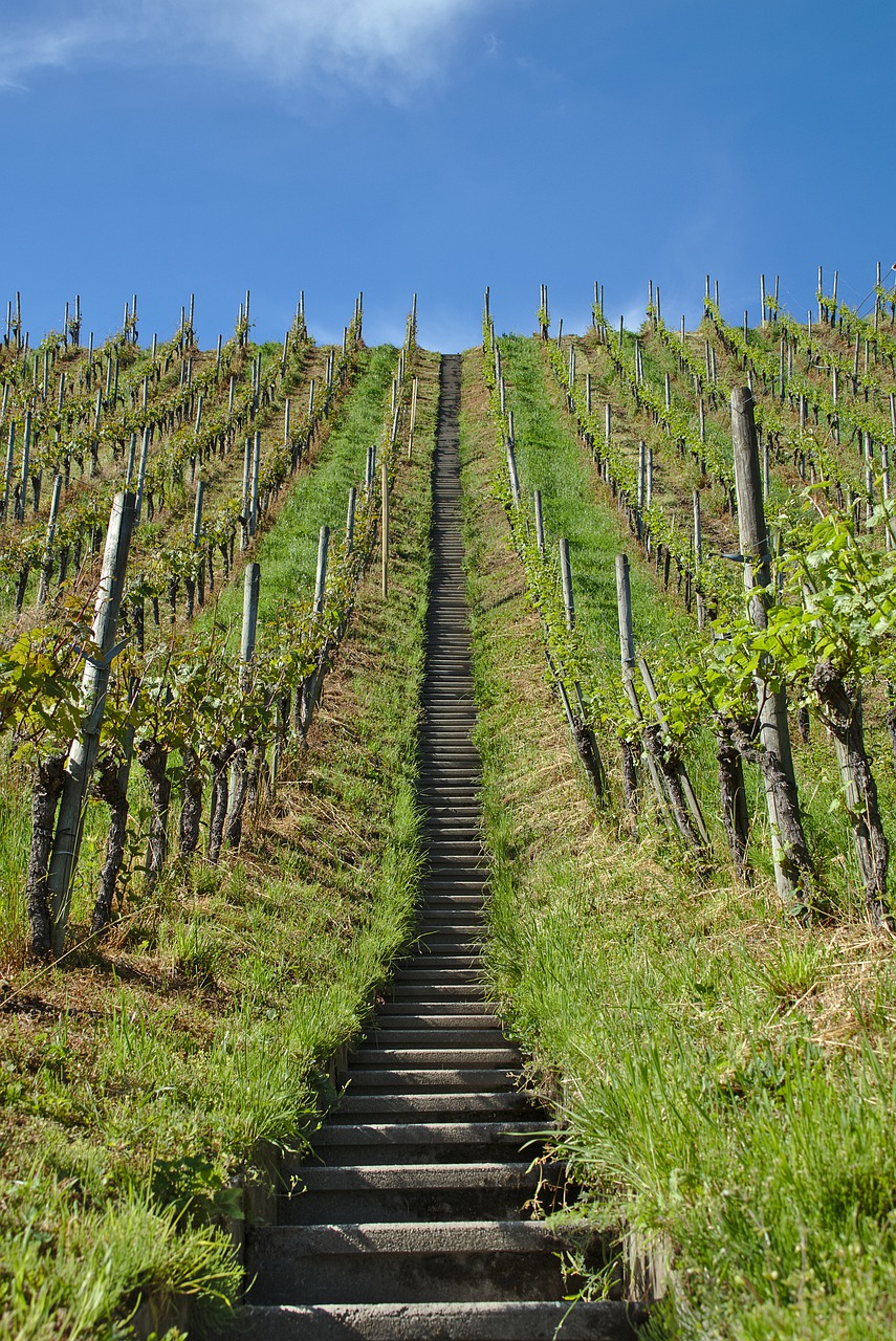 vineyard  stairs  vines free photo