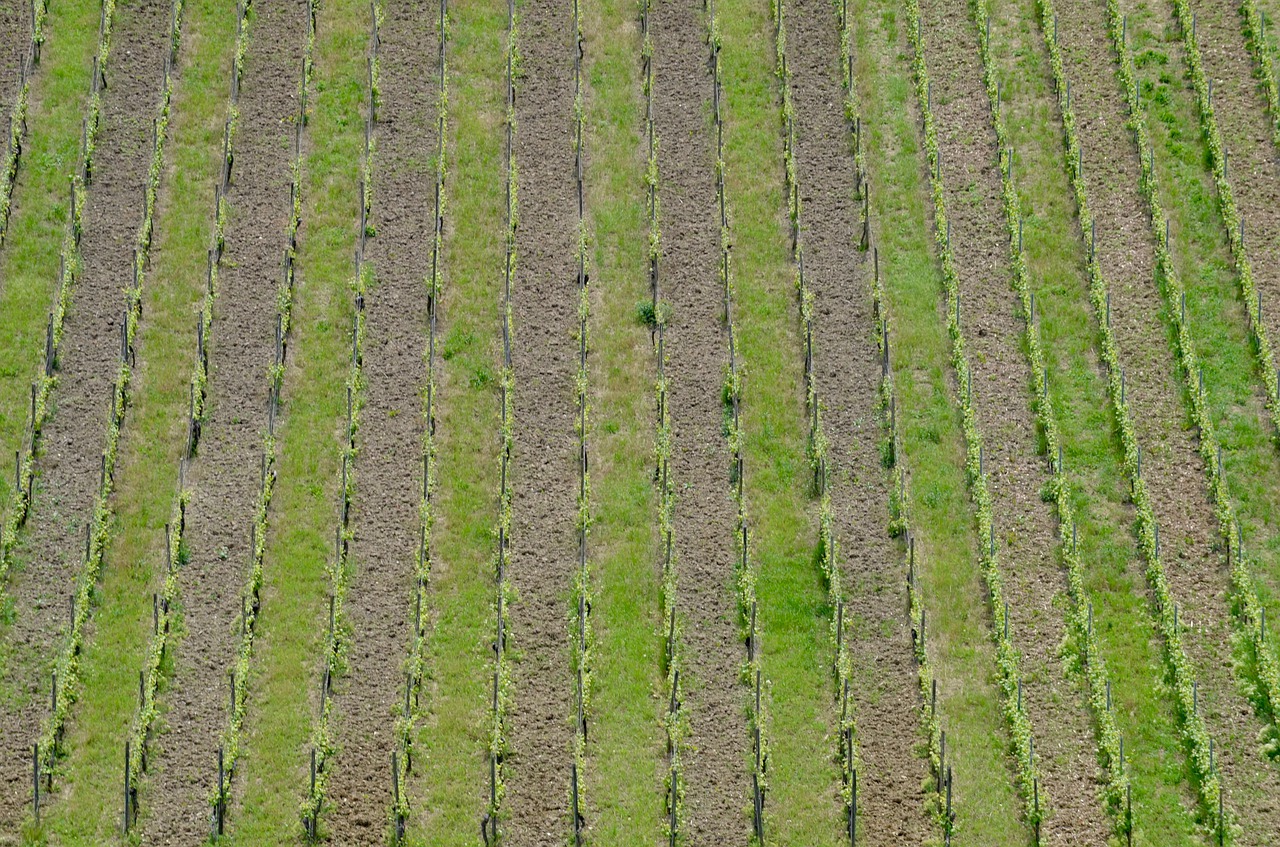 vineyard  vines  spring free photo