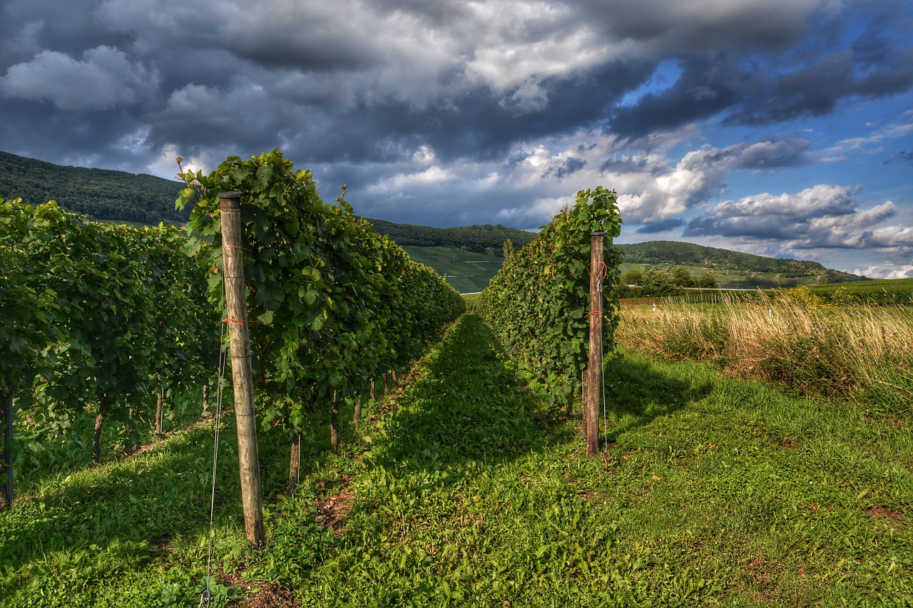 vineyard wine winegrowing free photo