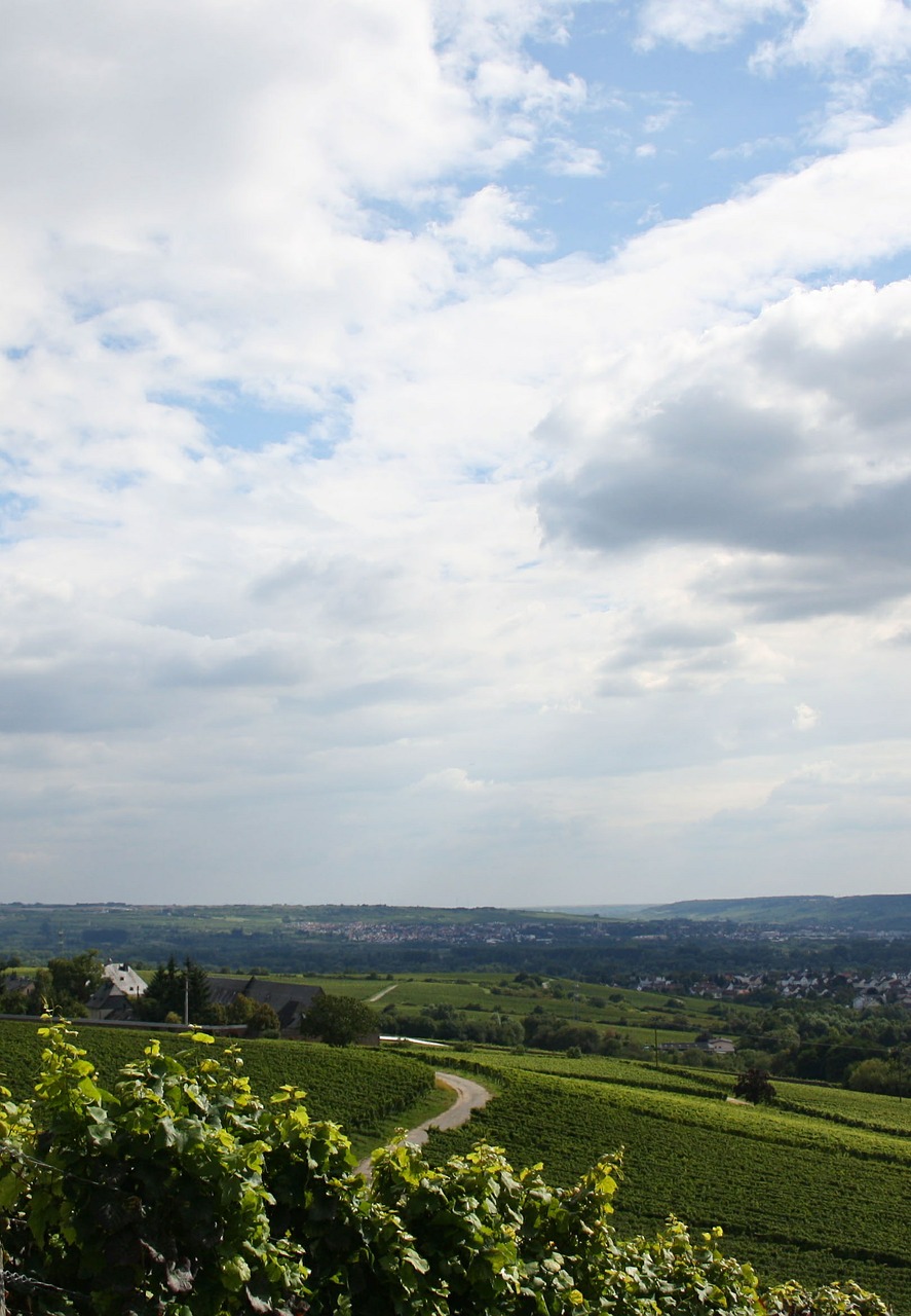 vineyard vine winegrowing free photo