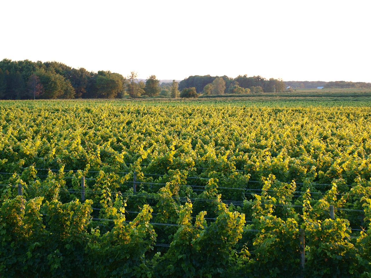 vineyard green grapes free photo