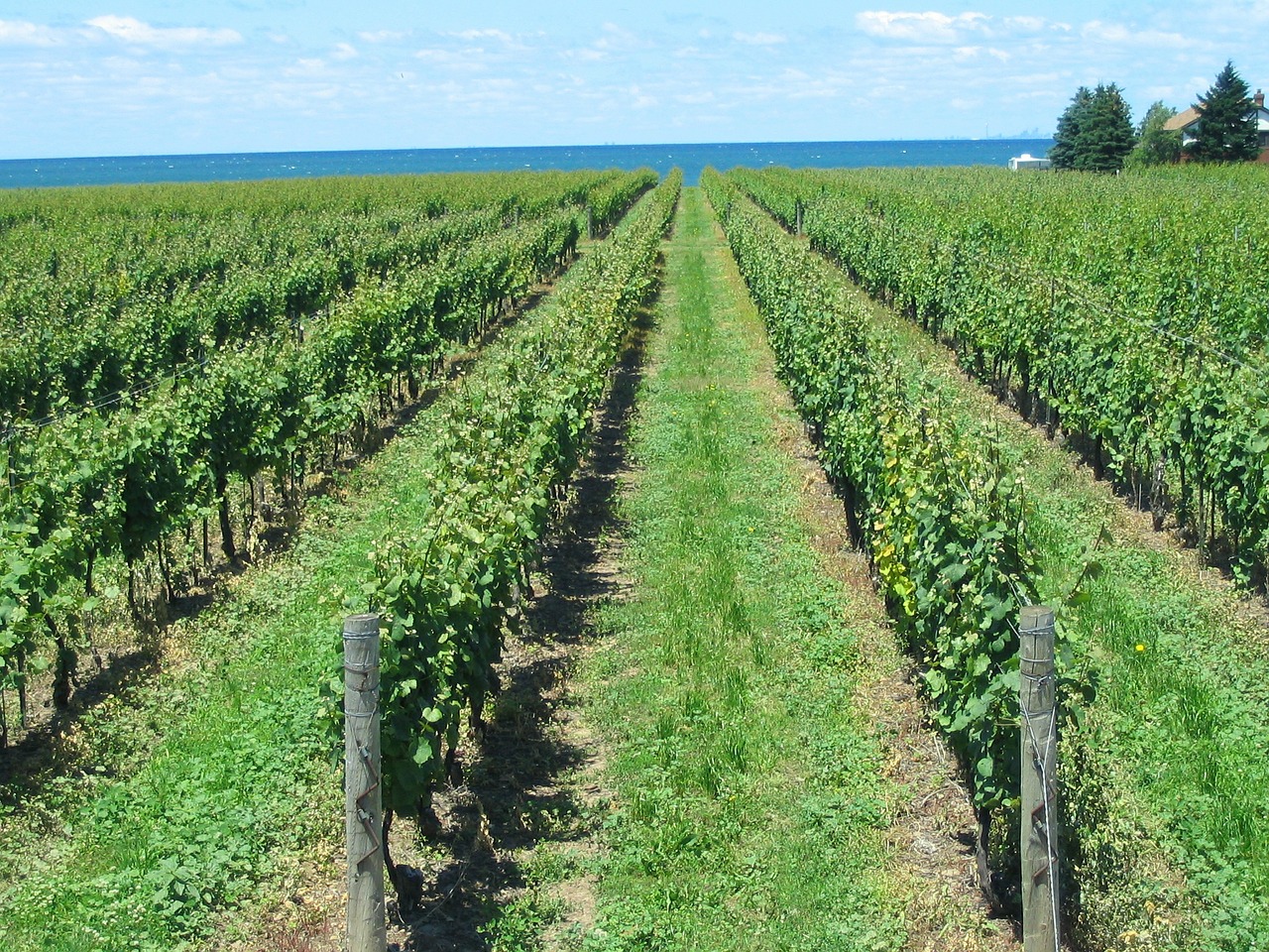 vineyard grape vines free photo