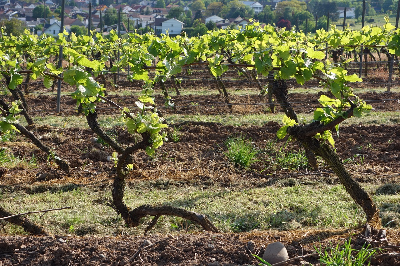vineyard vines winegrowing free photo