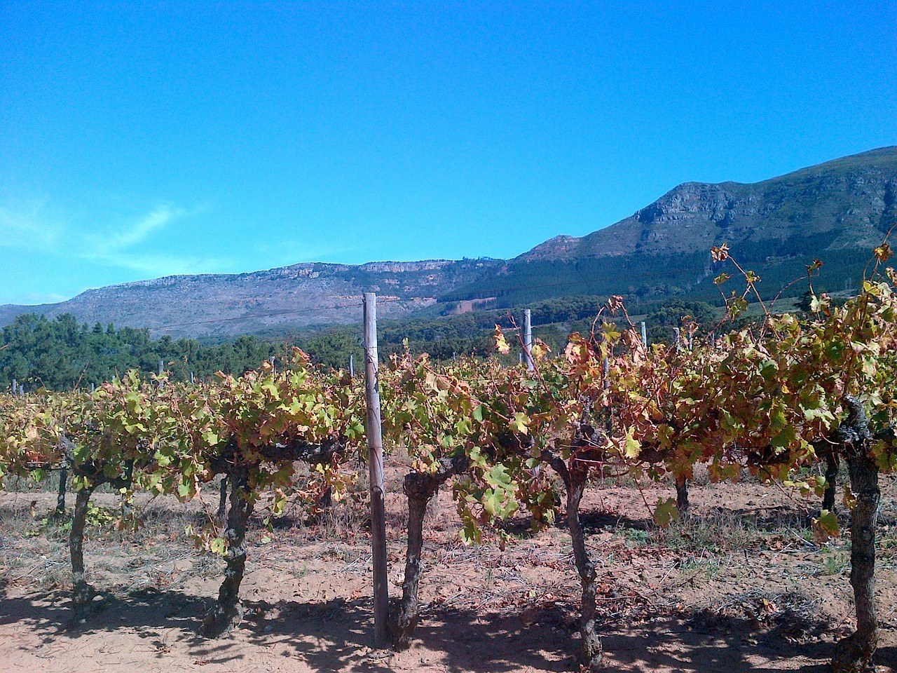 vineyard constantia western cape free photo
