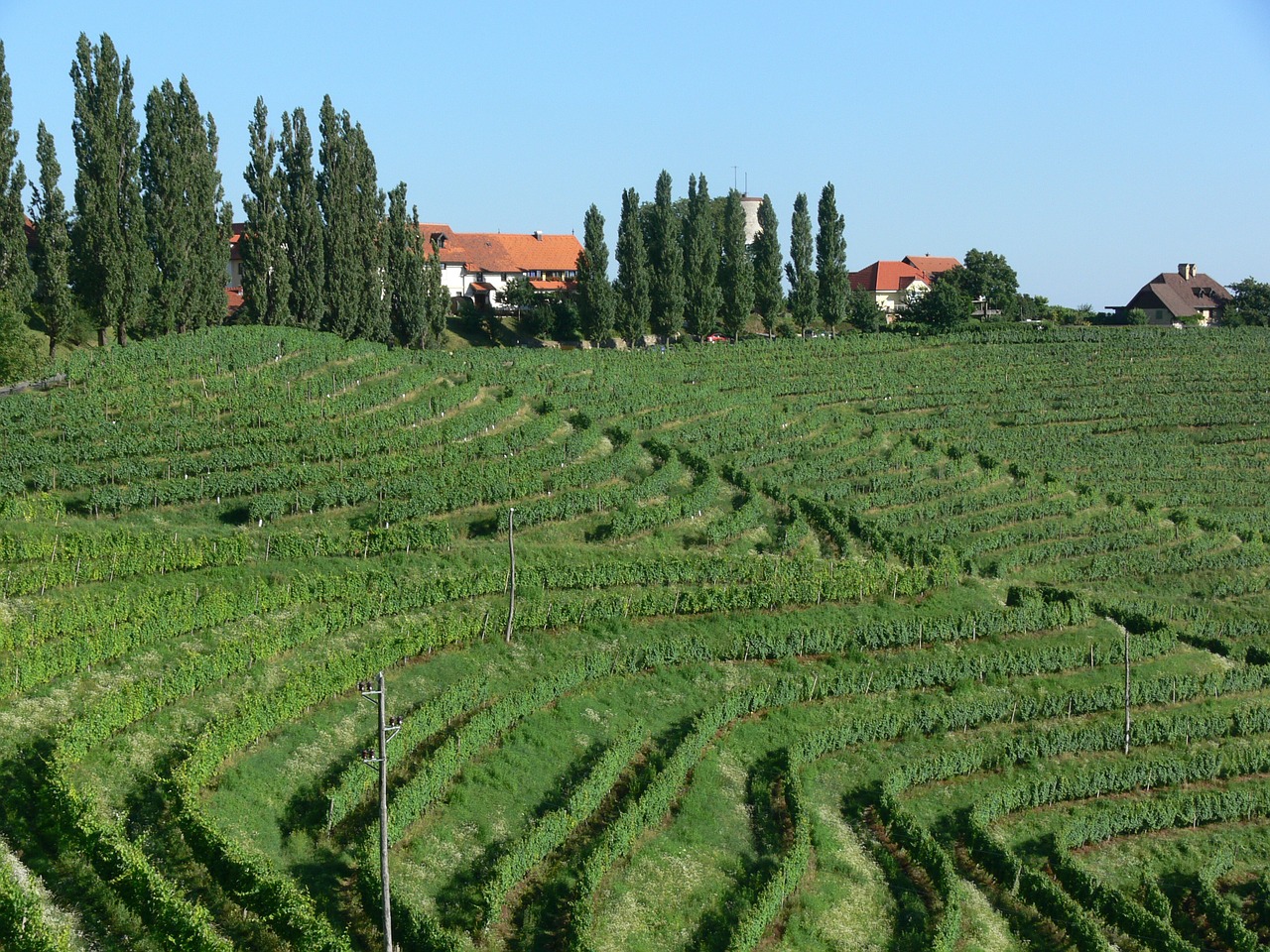 vineyard nature green free photo