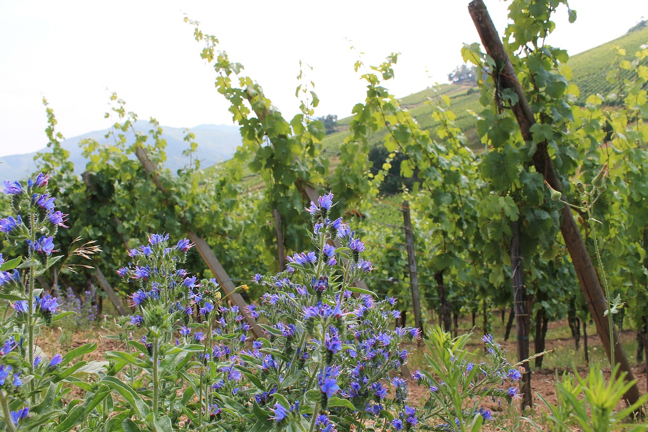 vineyard alsace colmar free photo