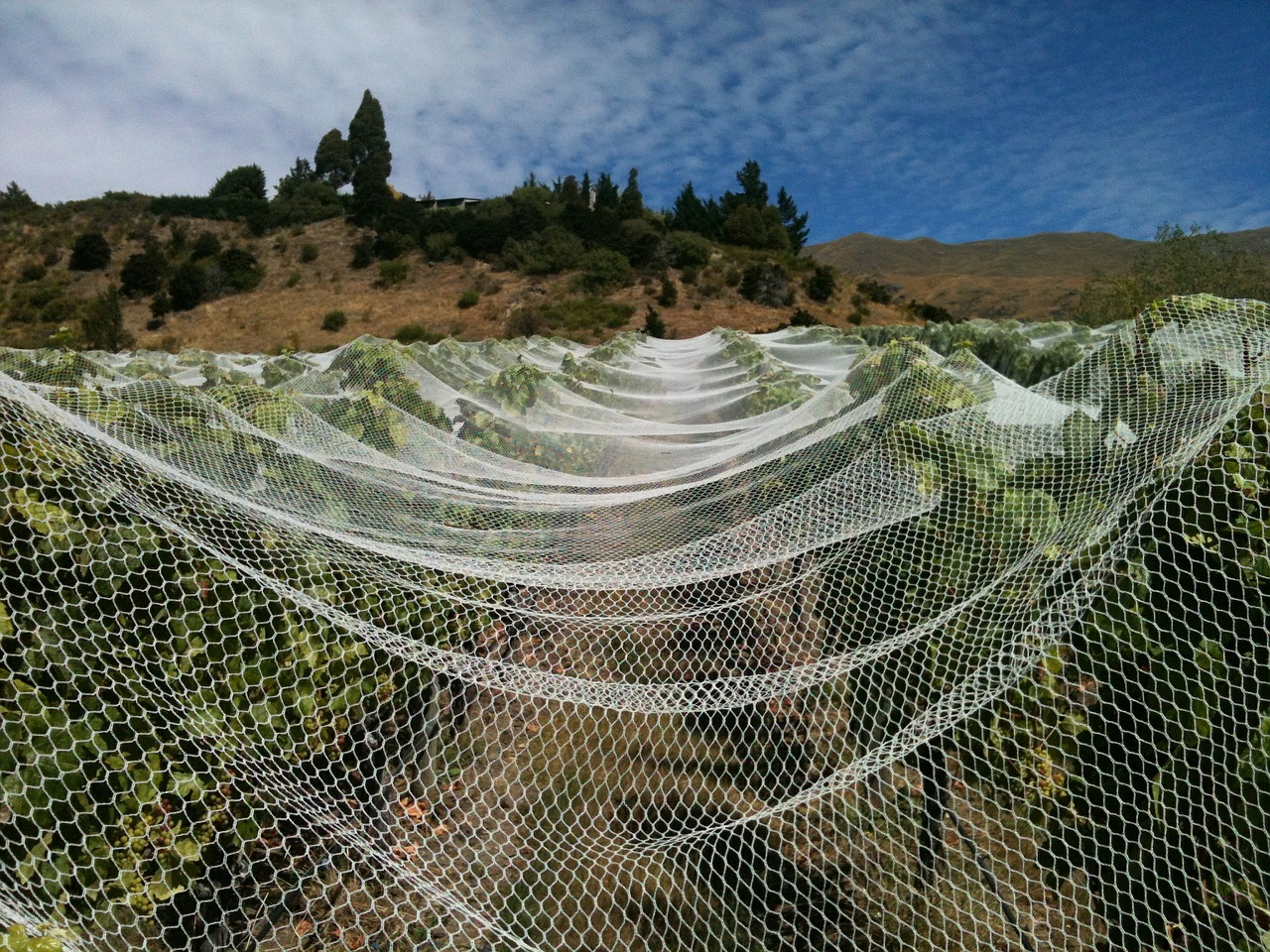 vineyard nets wine free photo