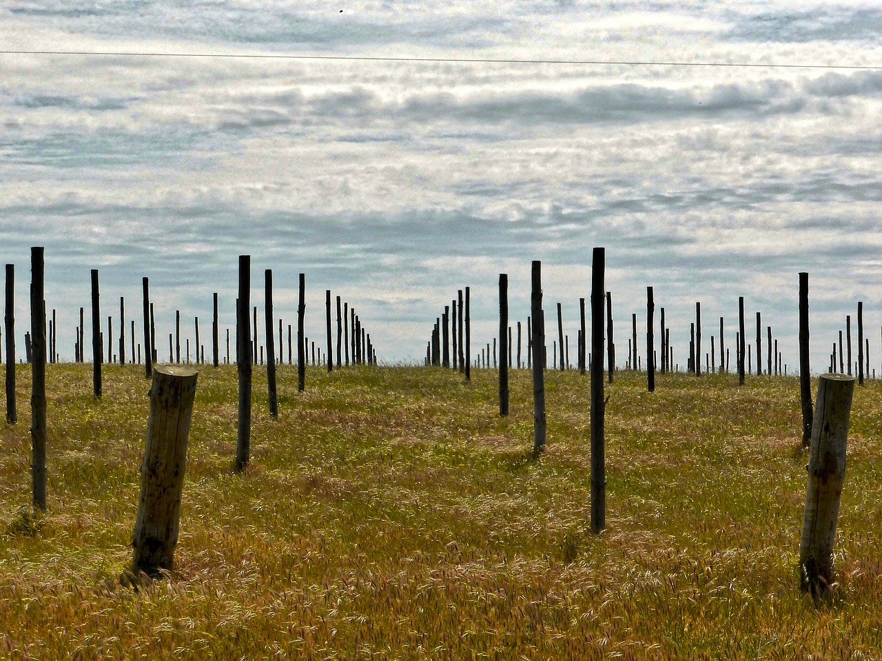 vineyard field sticks free photo