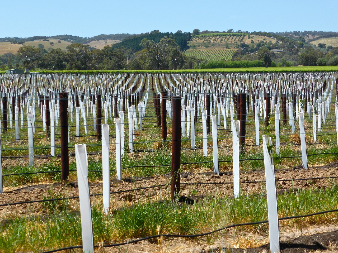 vineyard vines field free photo