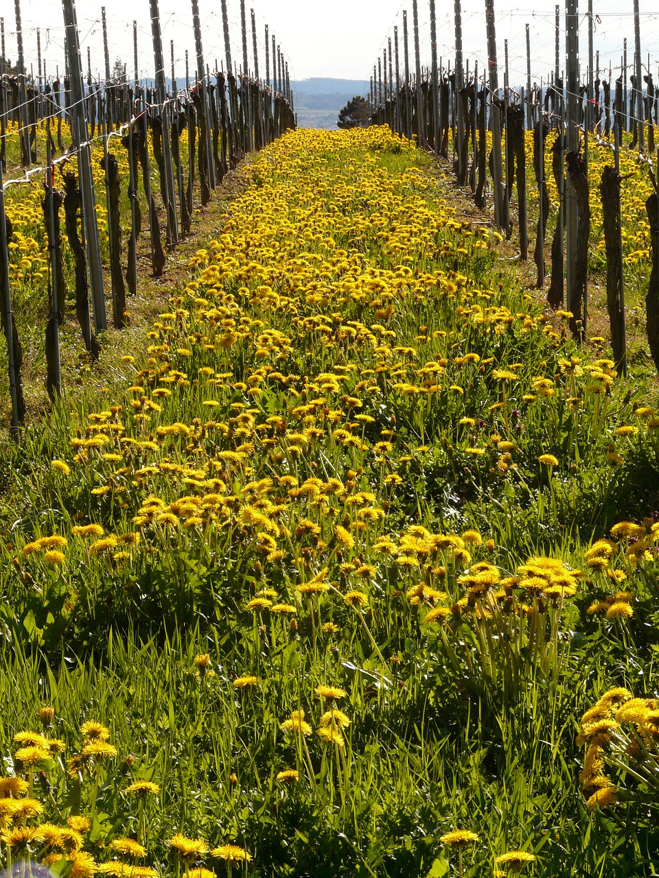 vineyard winegrowing vine free photo