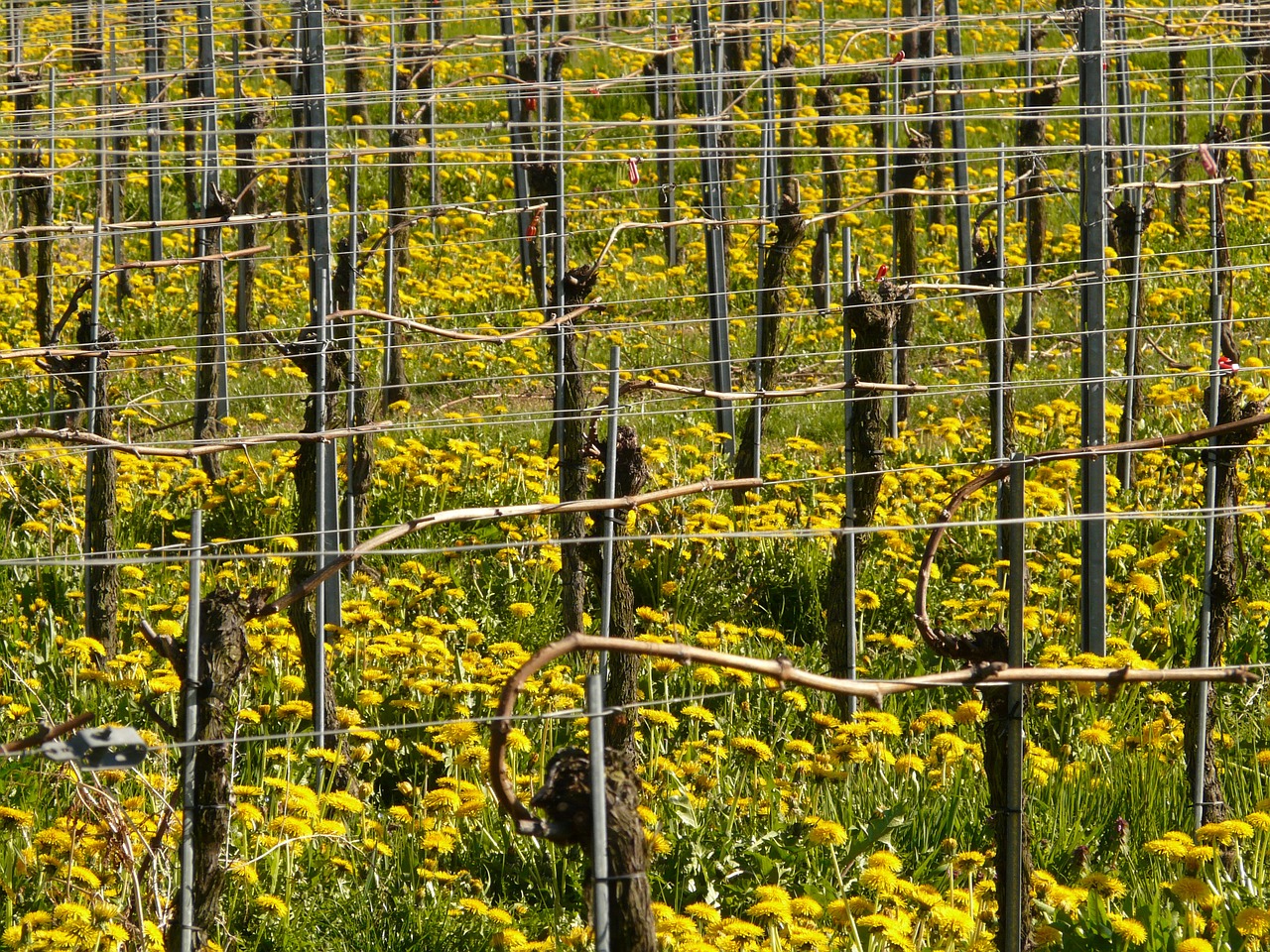 vineyard winegrowing vine free photo