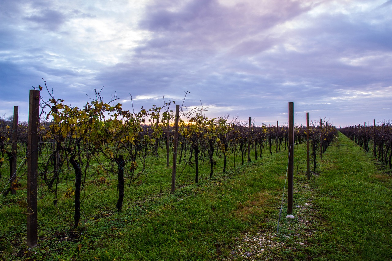 vineyard autumn cloud free photo