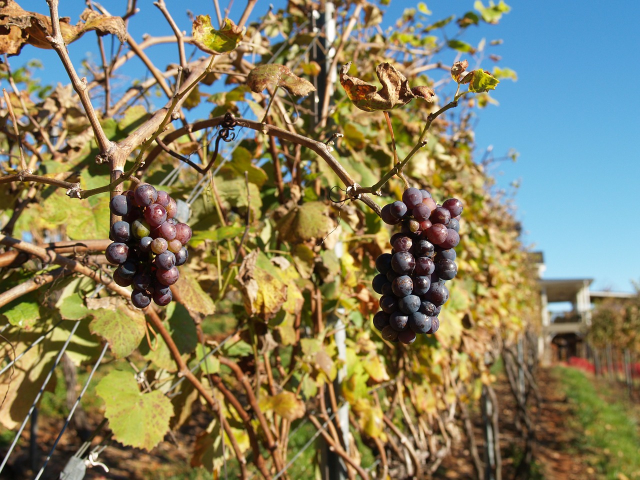 vineyard wine agriculture free photo