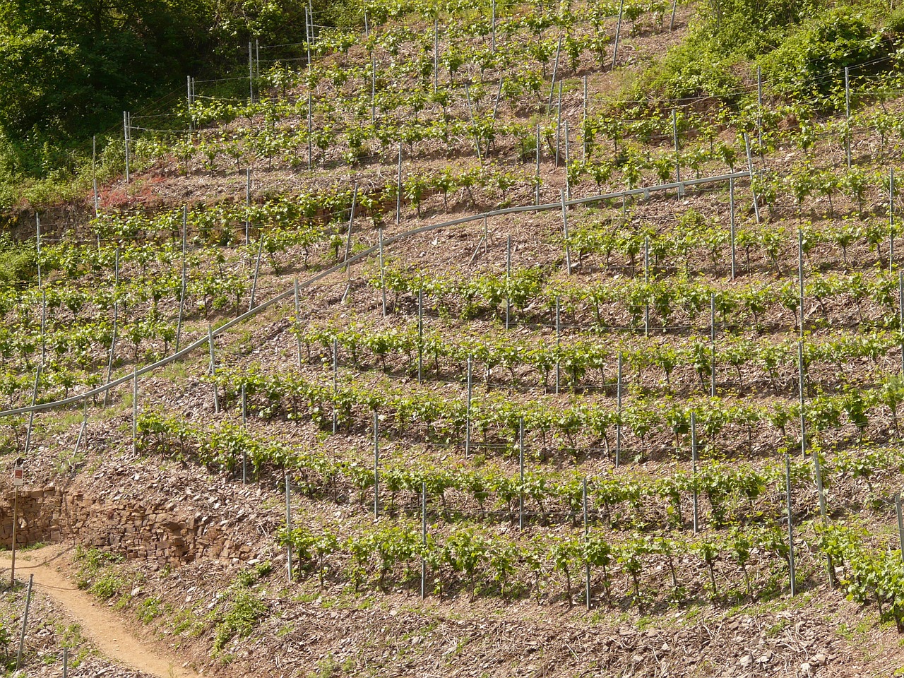vineyard steep slope winegrowing free photo