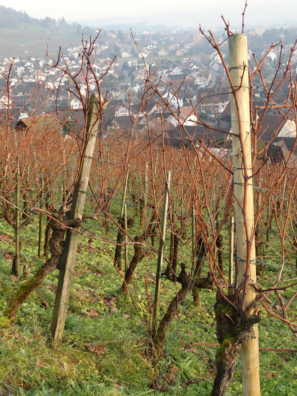 vineyard grapevine wine village free photo