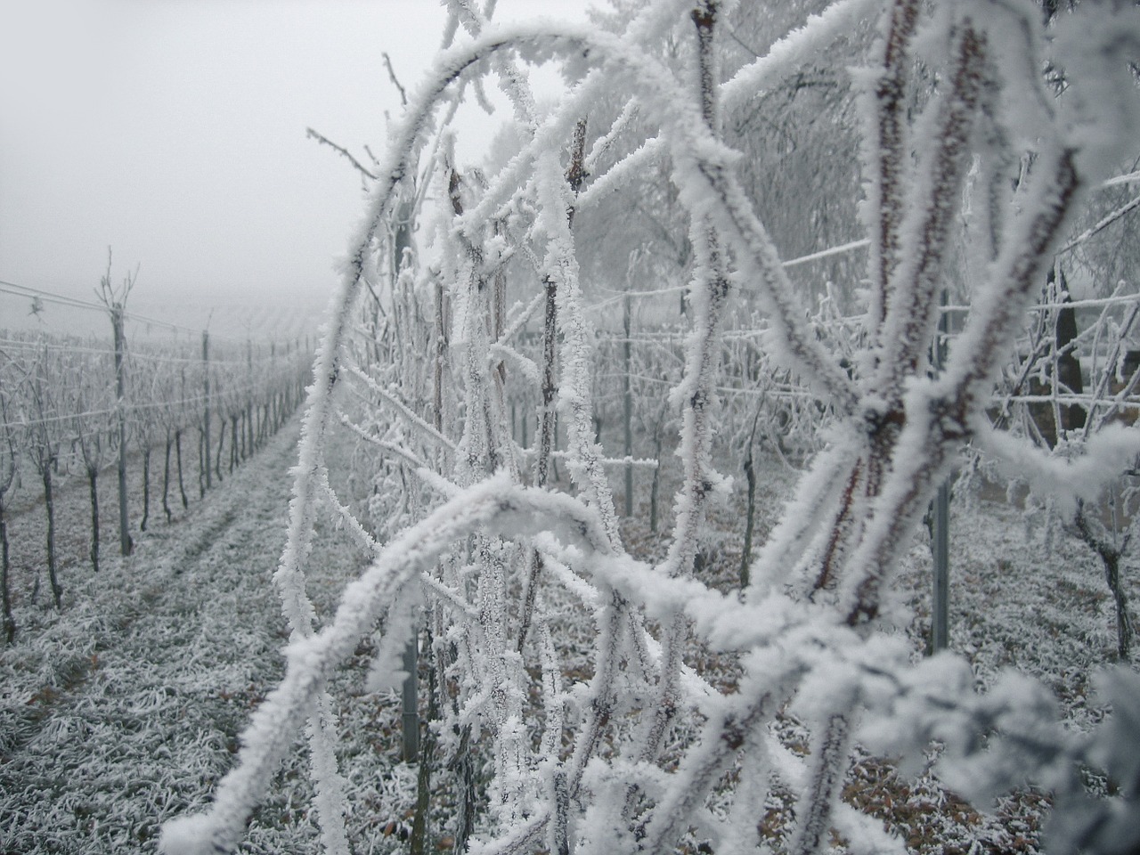 vineyard vines ice free photo