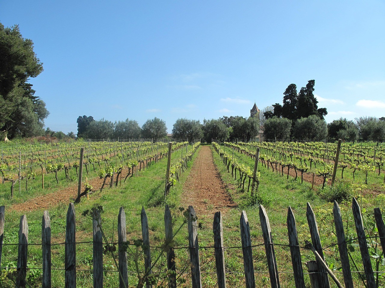 vineyard grapes grapevines free photo