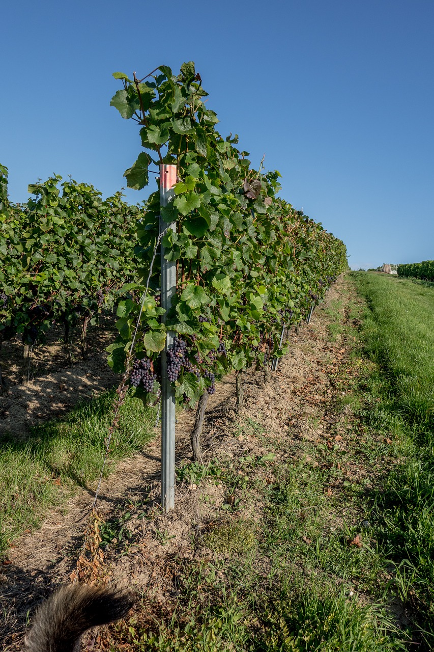 vineyard vines winegrowing free photo