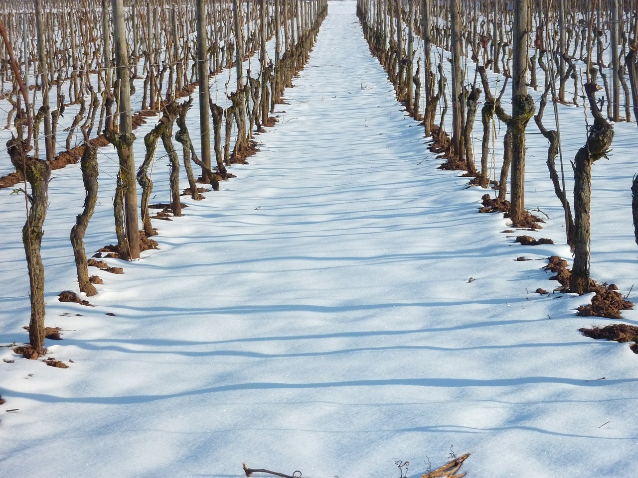 vineyard vineyard in winter vine free photo