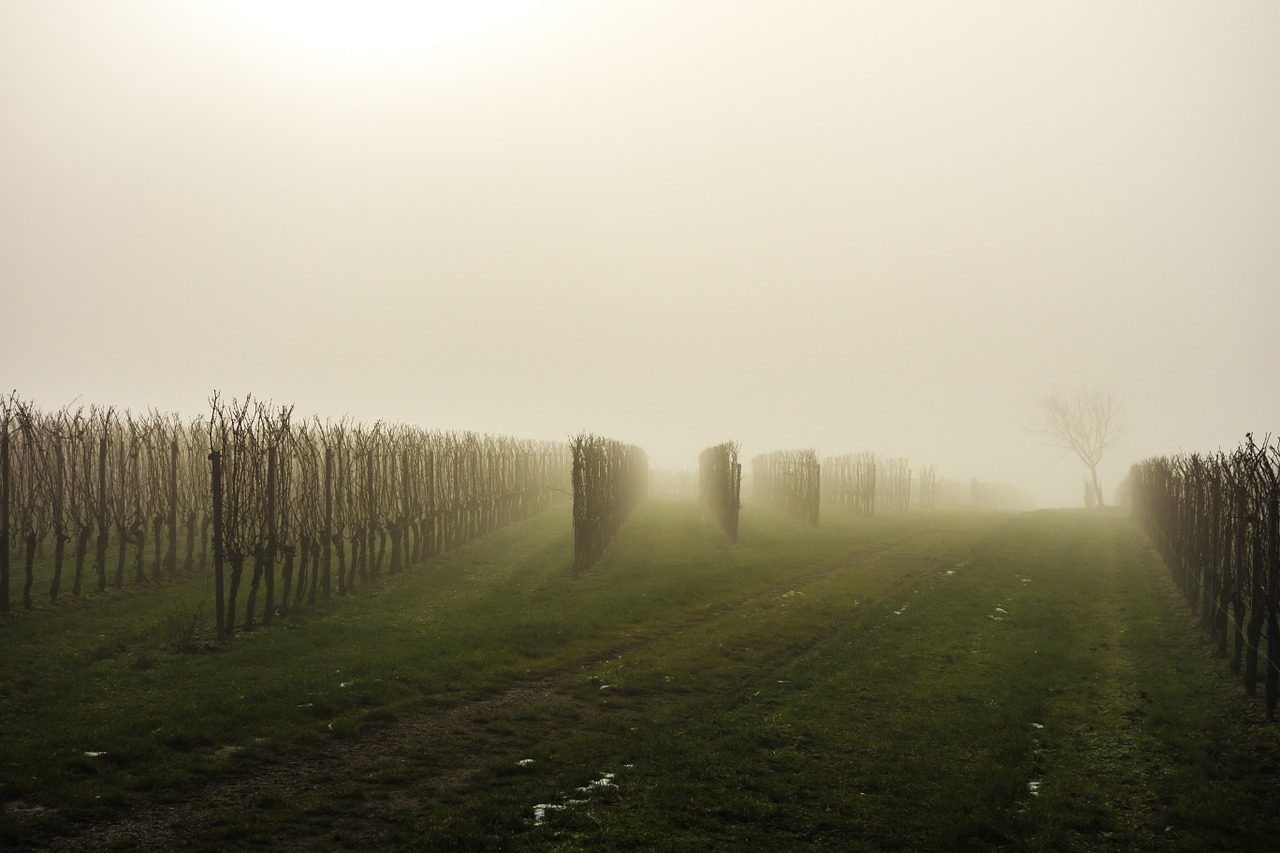 vineyard fog vines free photo