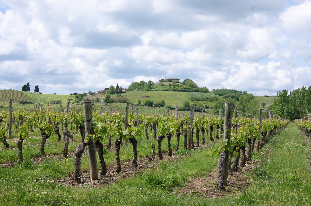 vineyard landscape france free photo