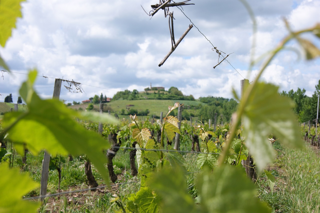 vineyard landscape france free photo