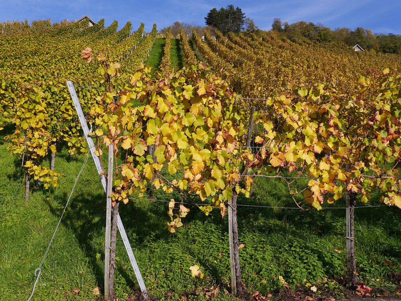 vineyard autumn vines free photo