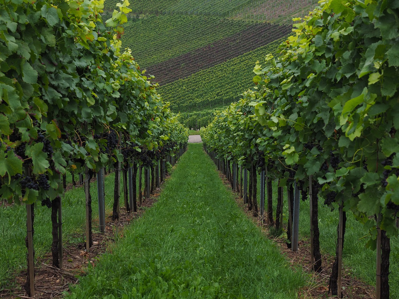 vineyard vines vitis free photo
