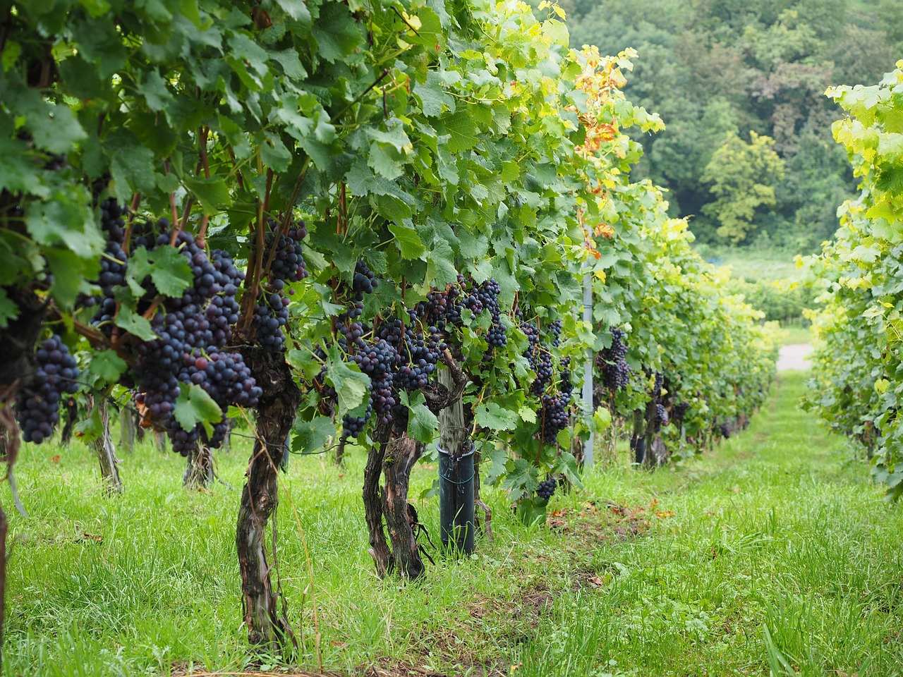 vineyard wine berries grapes free photo