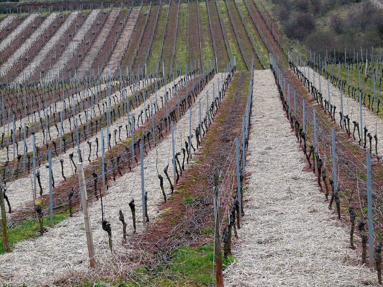 vineyard vineyard in winter structure free photo
