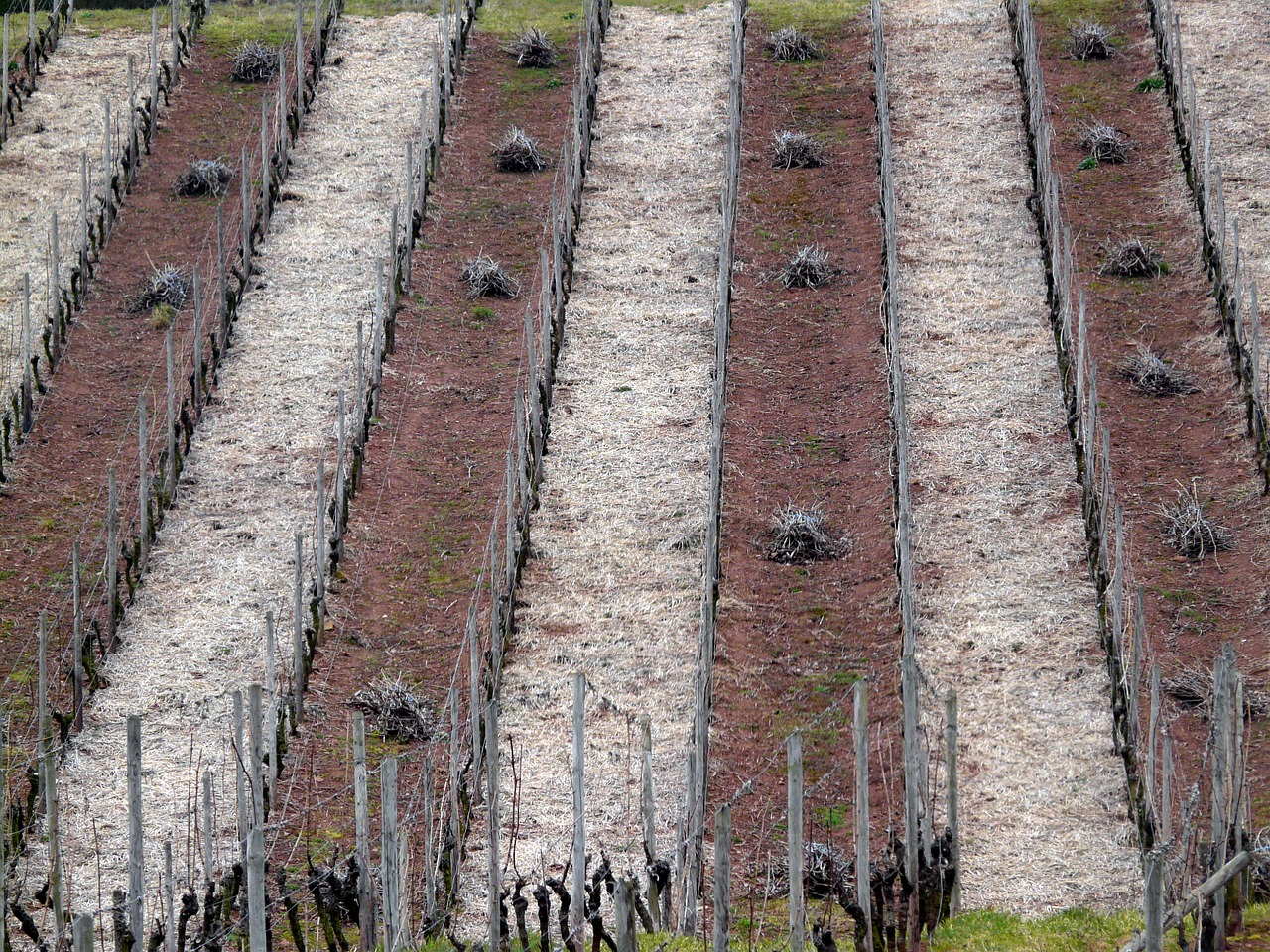 vineyard structure vineyard in winter free photo